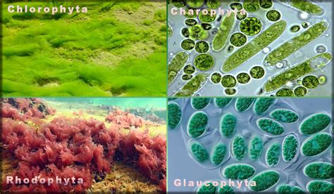  Flowers of Algae: A Kaleidoscopic Exploration of Life and Existence