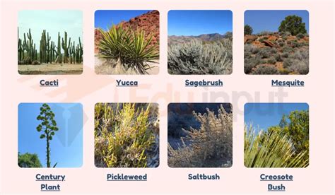  Xerophytes: Living Waterless Lives! A Symphony of Drought-Defying Botanical Resilience