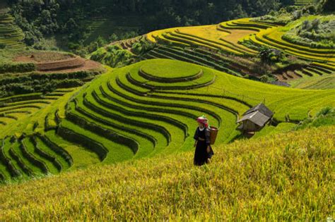  The Terraces - A Symphony of Rice and Resilience